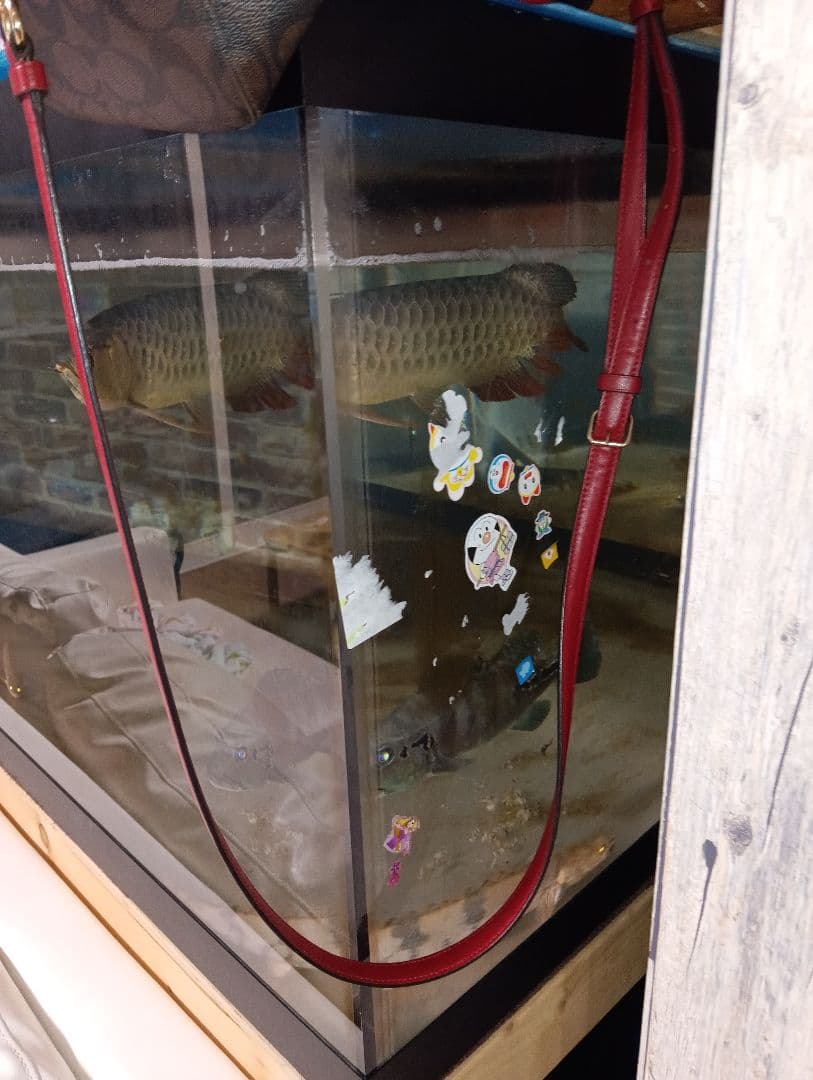 大型アクリル水槽 アロワナ飼育用