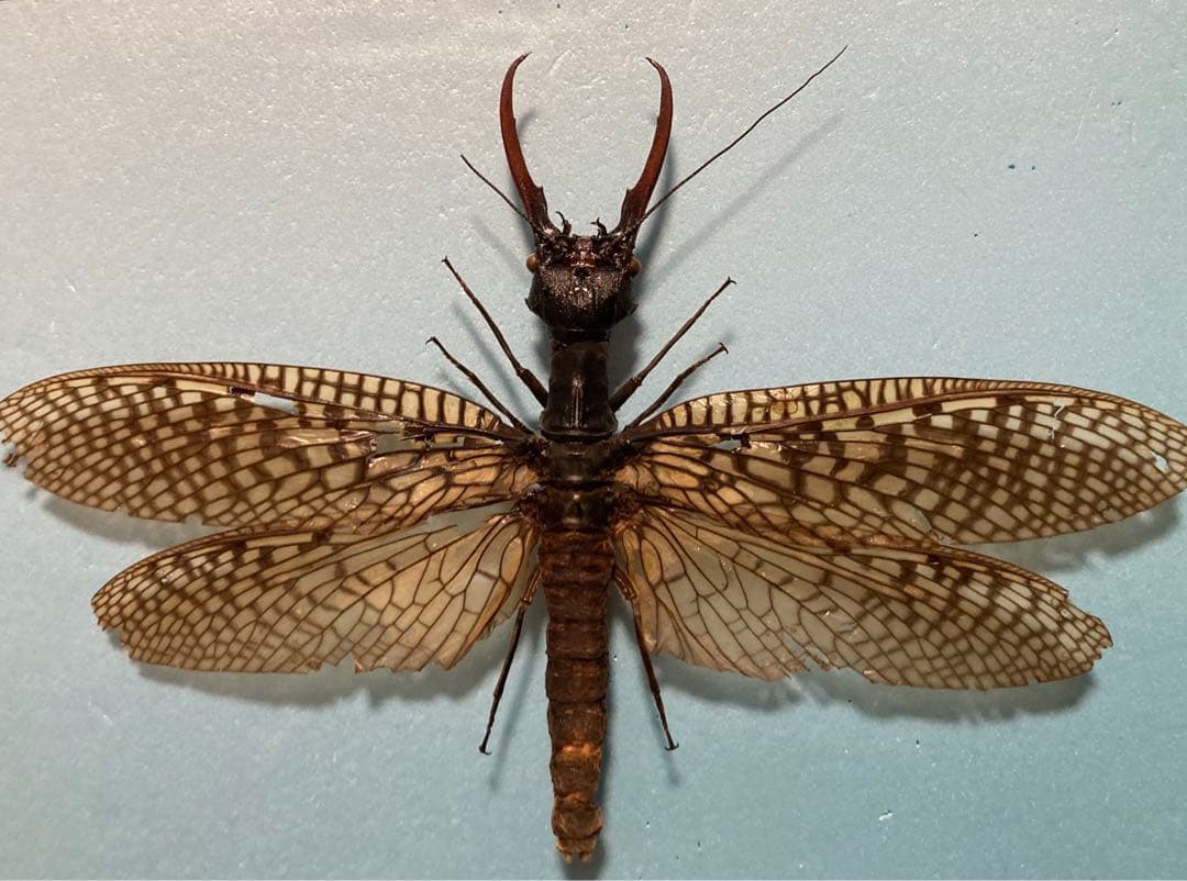 特大 オオキバヘビトンボ