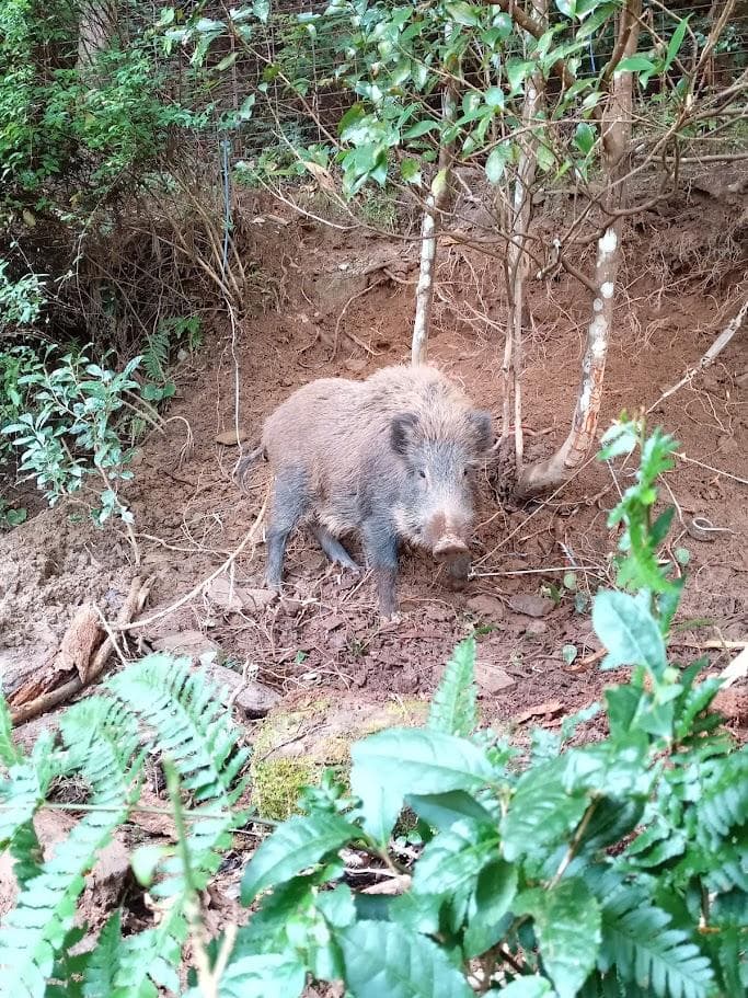 【頭骨標本】種名　イノシシ ♀ ２８Kg　頭長２５ｃｍ
