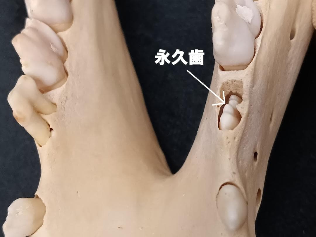 【頭骨標本】種名　イノシシ ♀ ２８Kg　頭長２５ｃｍ