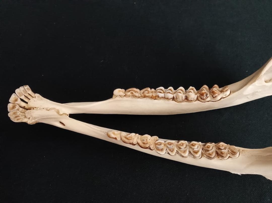 桜龍標本　ニホンジカ　オス　５６Kg　角付き頭骨＋寛骨