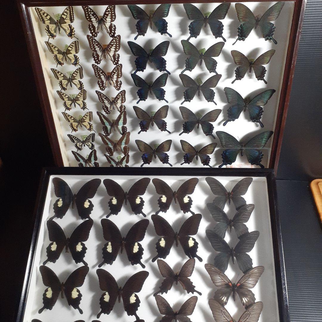 蝶標本　アゲハチョウ類8種47頭、大型ドイツ標本箱２箱入りセット