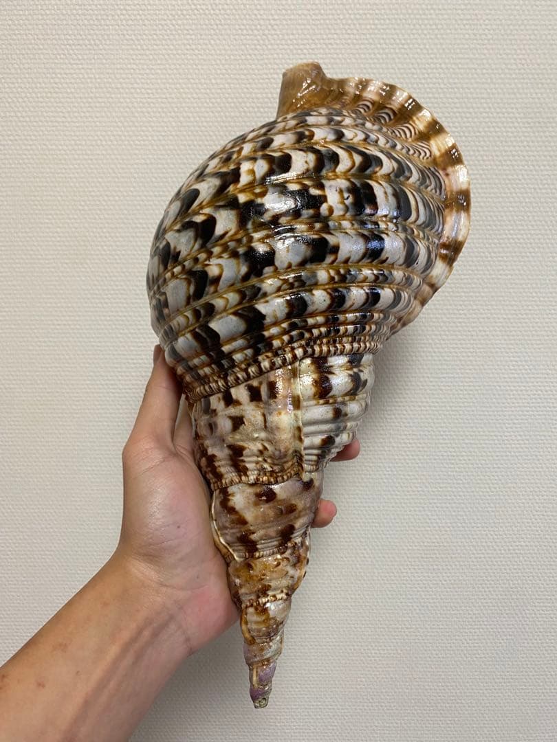 法螺貝　ホラ貝　36cm 770g