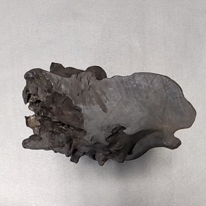 海松　深海松　黒珊瑚