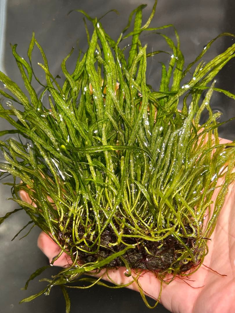 希少種‼️タイ産 本ナロー 石付き特大株