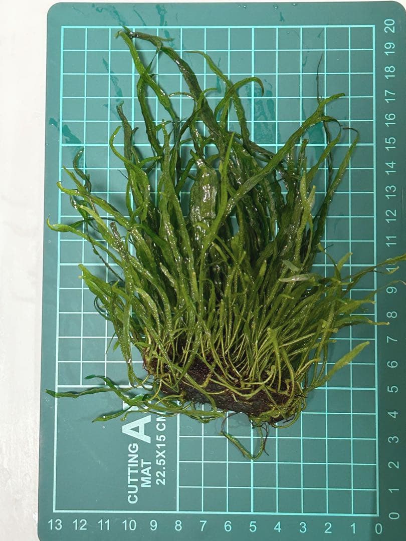 希少種‼️タイ産 本ナロー 石付き特大株