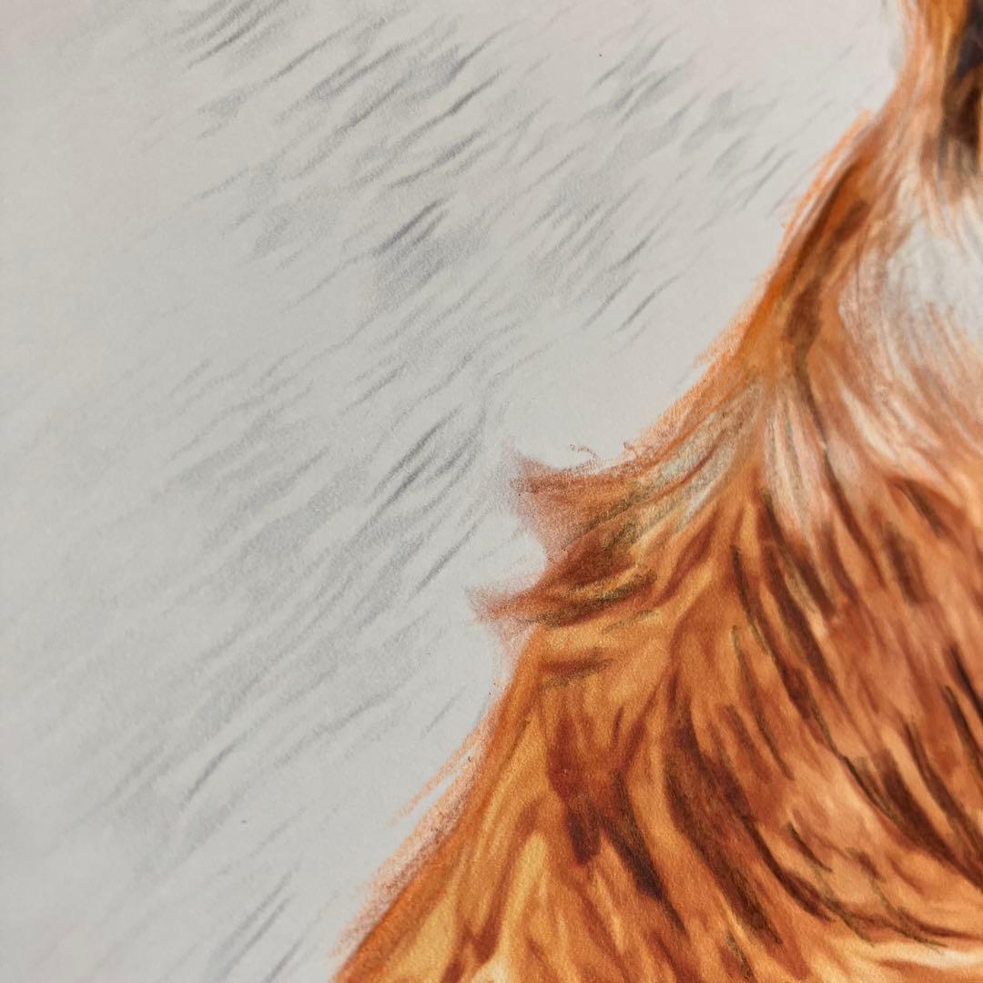 【コーイケルホンデュエ成犬】額装品　額縁寸法32.7㎝×24.0㎝×1.5㎝