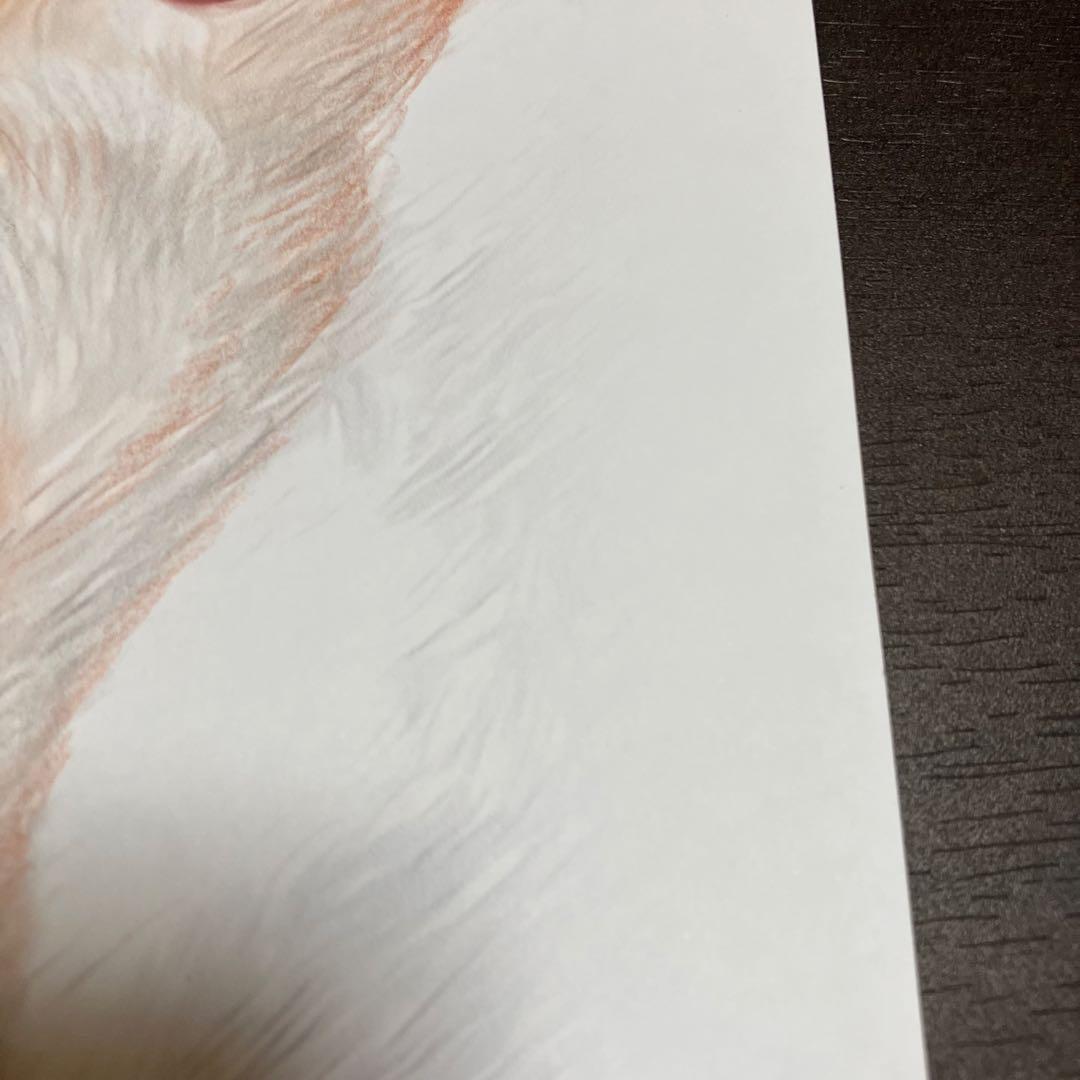 【コーイケルホンデュエ成犬】額装品　額縁寸法32.7㎝×24.0㎝×1.5㎝