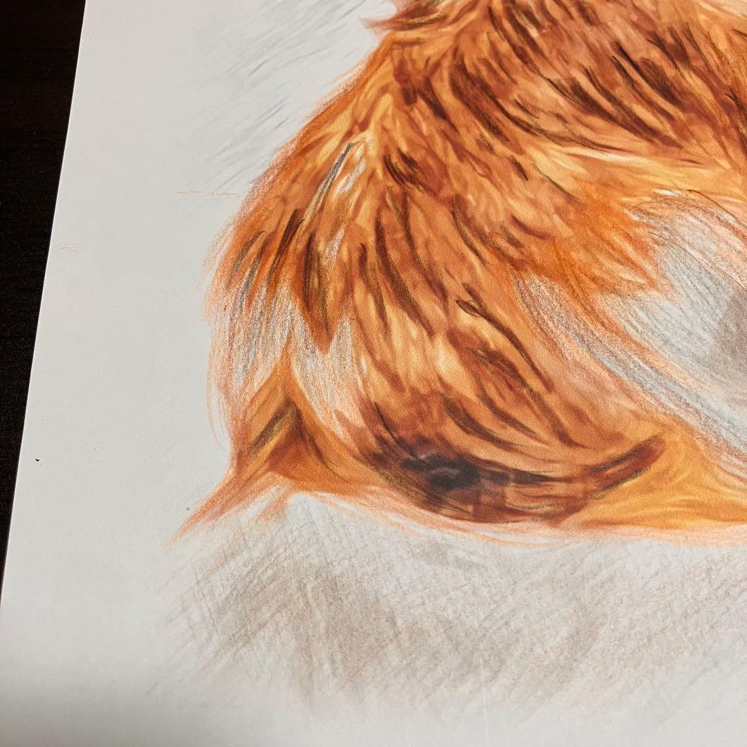 【コーイケルホンデュエ成犬】額装品　額縁寸法32.7㎝×24.0㎝×1.5㎝