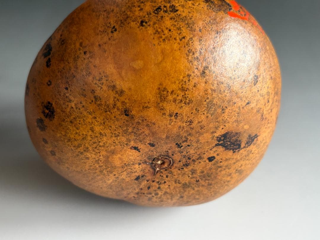 瓢花入利休写　朴堂老師　銘「庵の友」