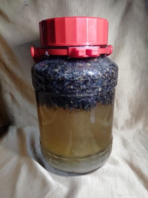 昆虫標本　ニホンミツバチ　1万匹ほど　35度焼酎漬け　25年5月