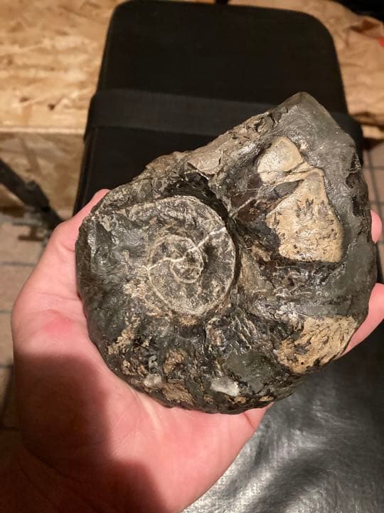 北海道　中頓別　アンモナイト　化石　/クリスマス　恐竜　三葉虫　アウトドア
