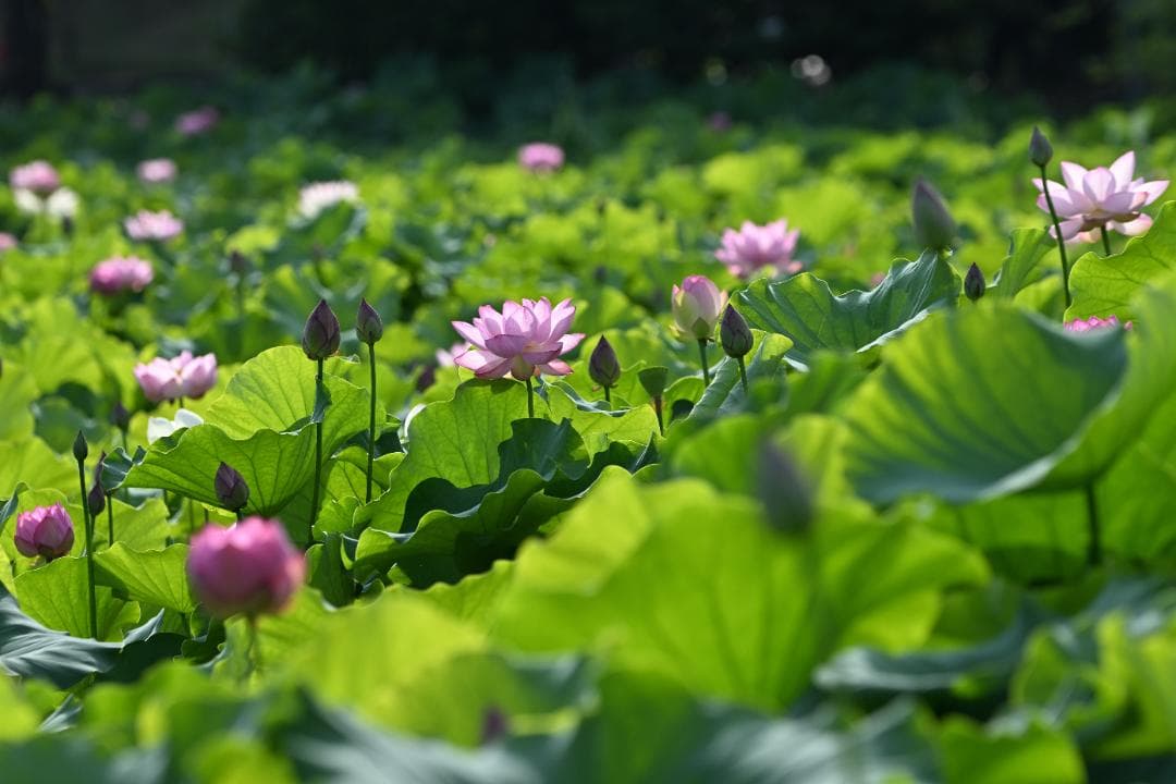 【作例あり】SIGMA超望遠　150-600mm Fマウント