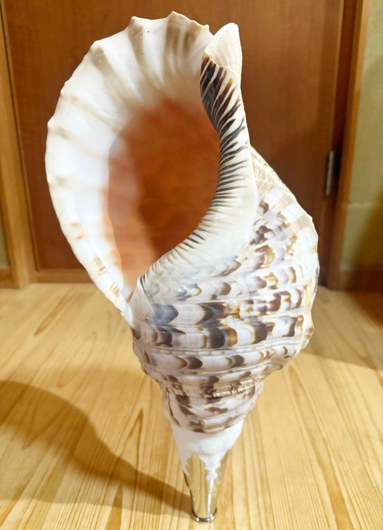 特大42㎝修験道法螺貝　山伏　密教　魔除け　熊よけ ❣️ホラガイ ほら貝