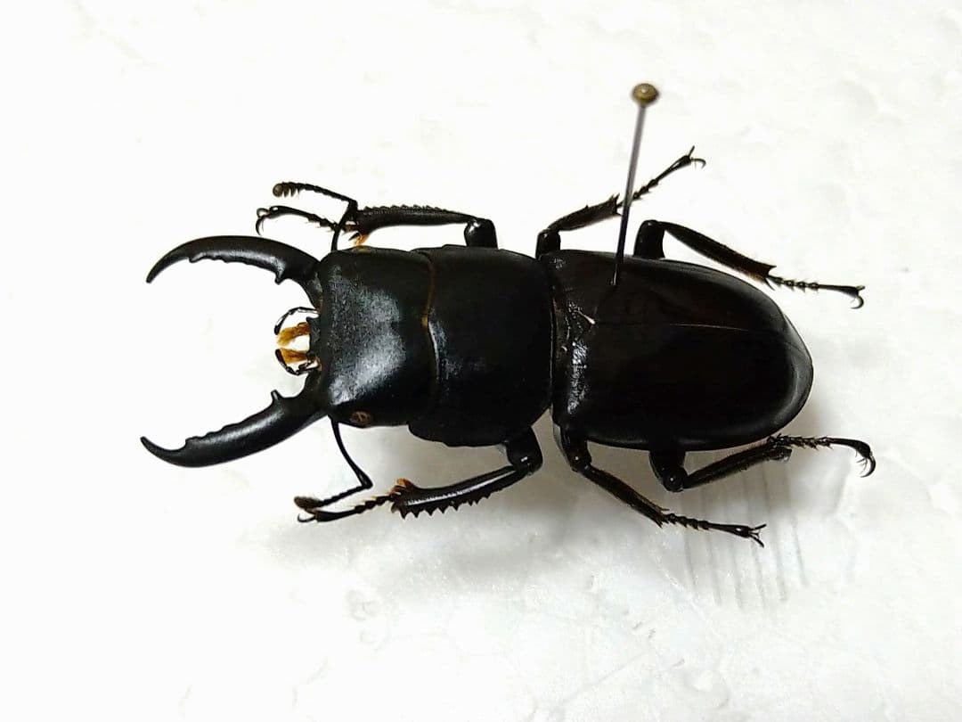 チョウセンヒラタクワガタ標本