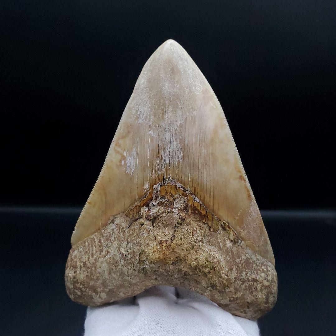 極上 メガロドン 歯 化石 本物 インドネシア 117.89mm mg7