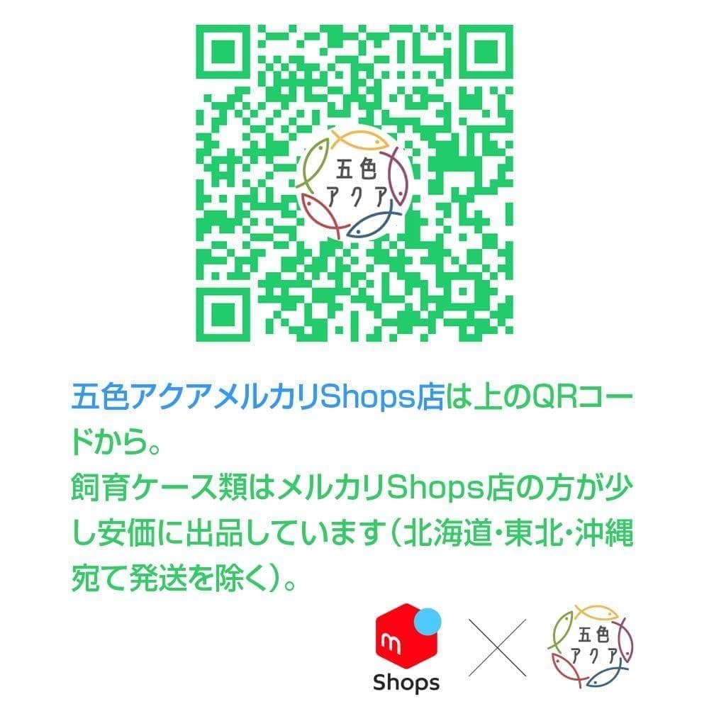 メダカ飼育ケース 56㍑x5個 白黒灰あり オーバーフロー 金魚屋外飼育容器
