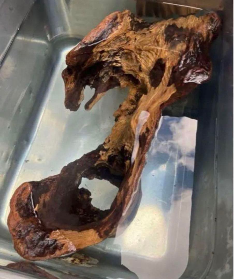 m61特大流木 アク抜き済み 爬虫類シェルター レイアウト用 登り木 インテリア