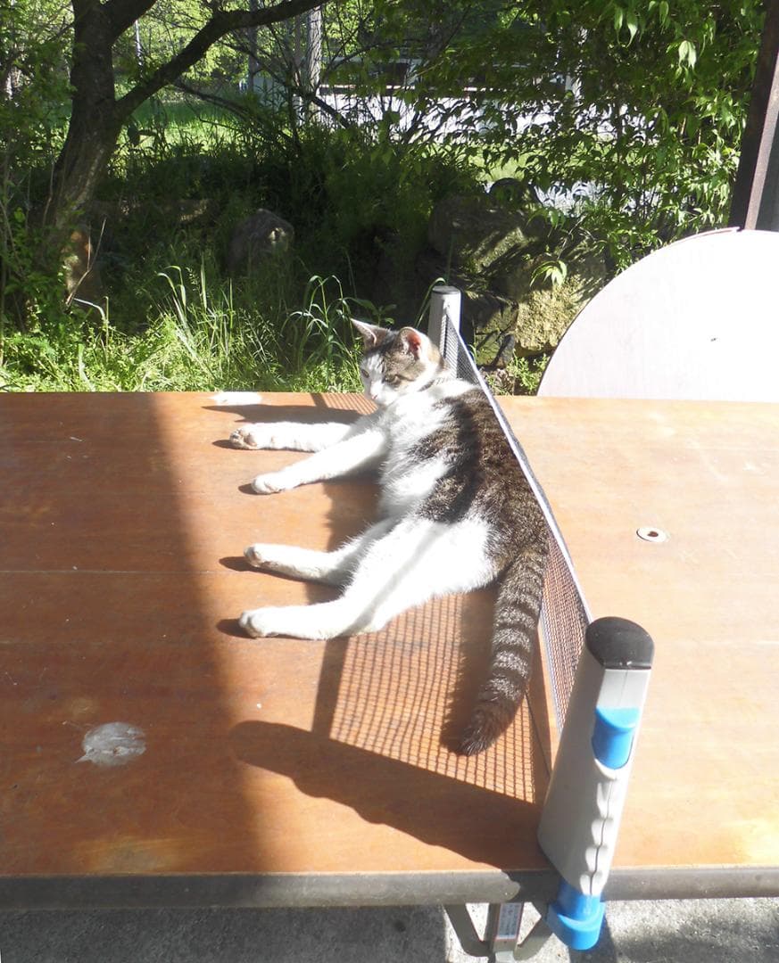 CASIO EXILM EX-ZS35 箱・付属品あり｜コンデジ