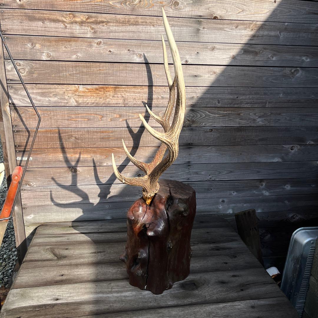 ヴィンテージ迫力満点！鹿ツノ丸太