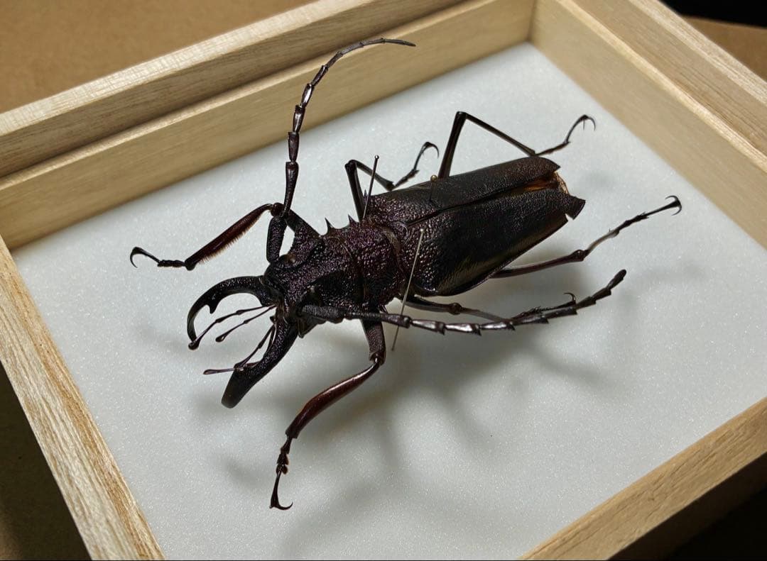 特大コロンビア産オニノコギリカミキリ　79mm 昆虫標本