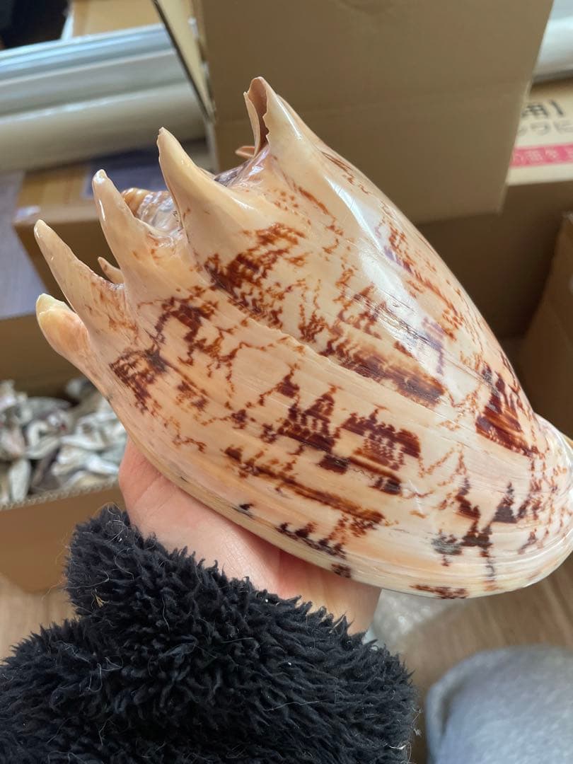 貝殻　標本　ミヒカリコウロギ