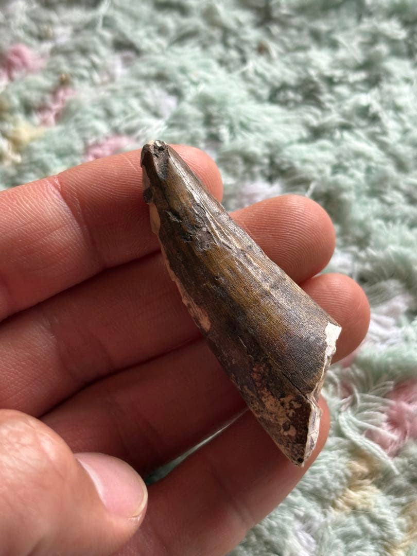 5.6cm 古代の巨大ワニ　サルコスクス　歯　化石