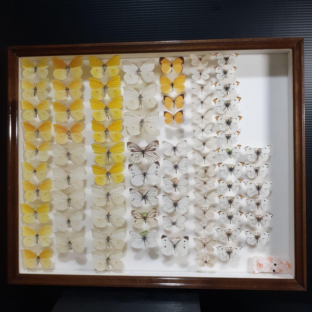 蝶標本　シロチョウ、ヒカゲチョウ類ほか20種156頭、大型ドイツ標本箱二箱入り