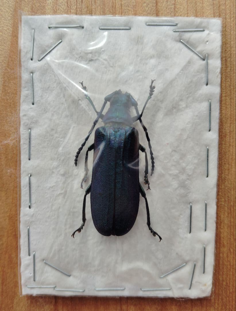 ベトナム産カミキリムシ　ペア
