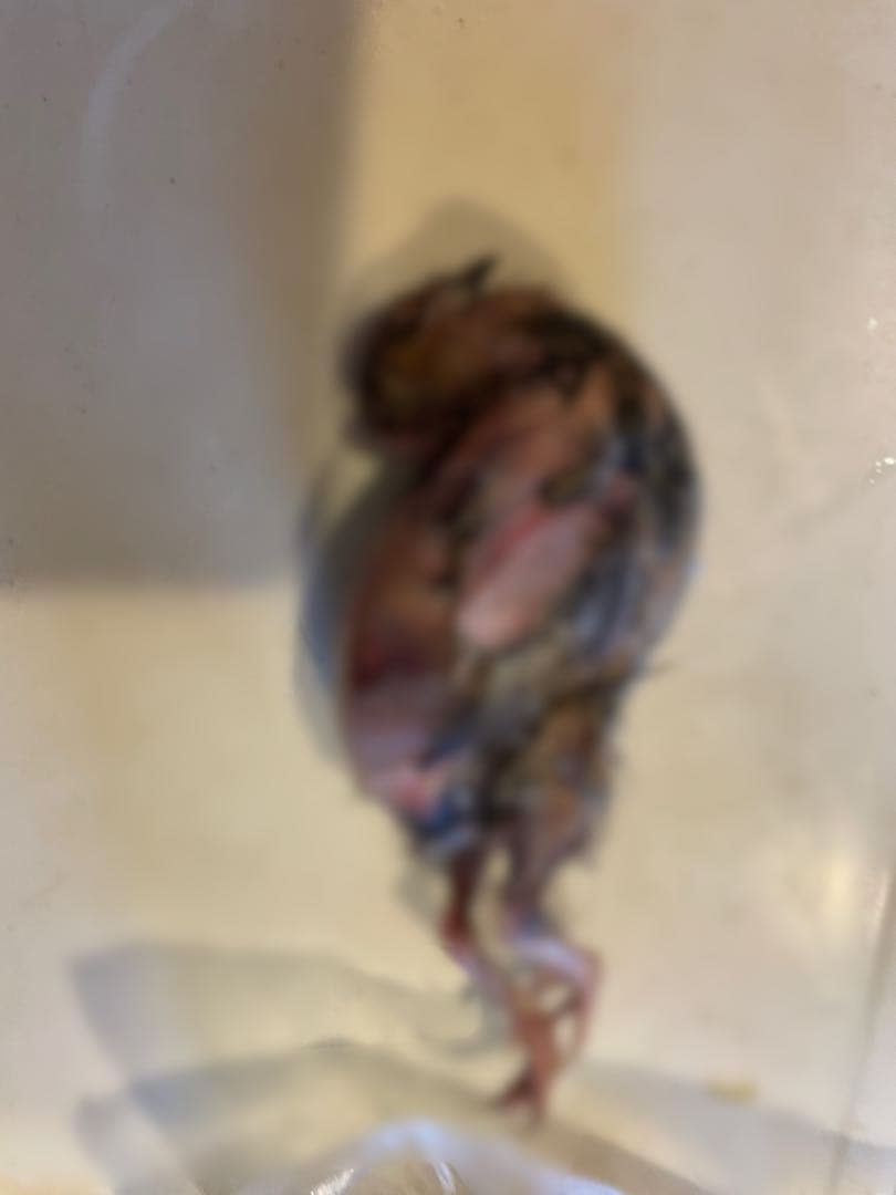 冷凍　親うずら　未処理100羽入　 数量限定　ラスト