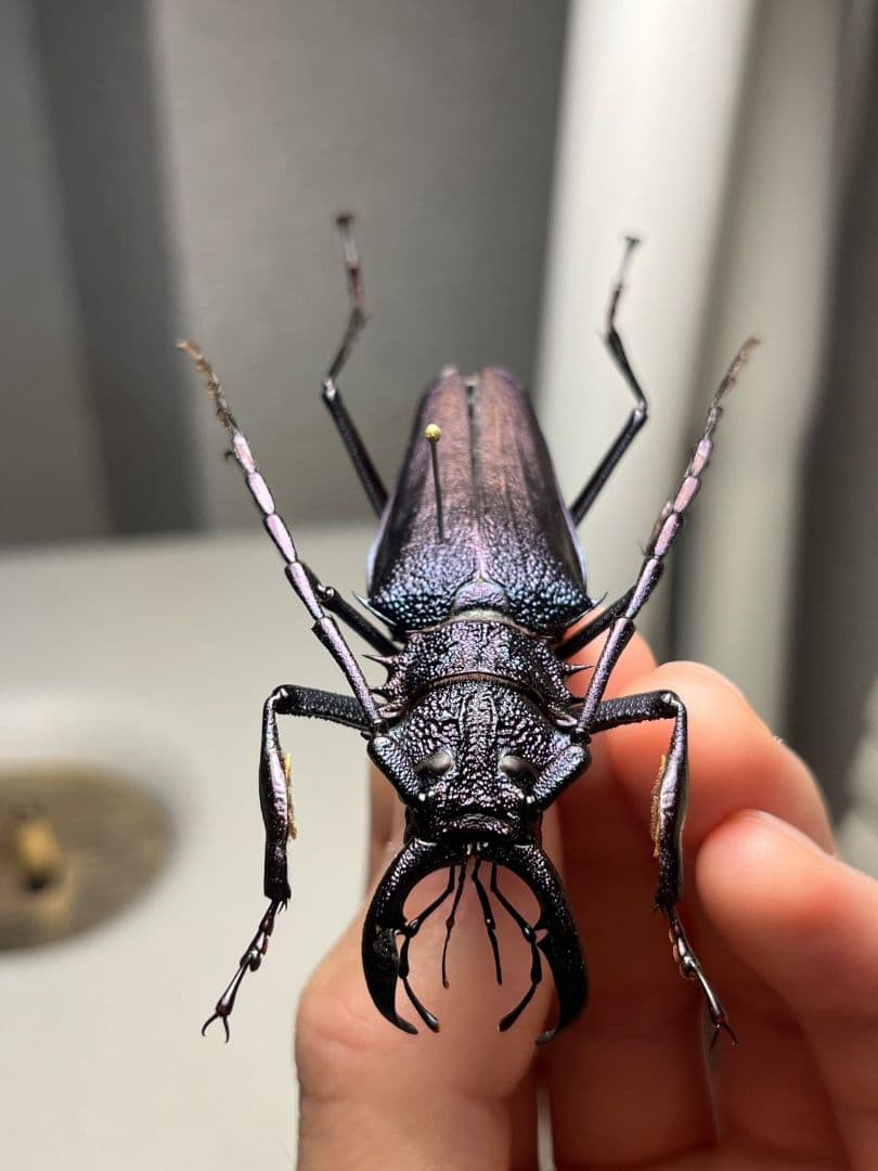 【濃紺】ツヤケシオニノコギリカミキリ ムラサキオニノコギリカミキリ キンオニ標本