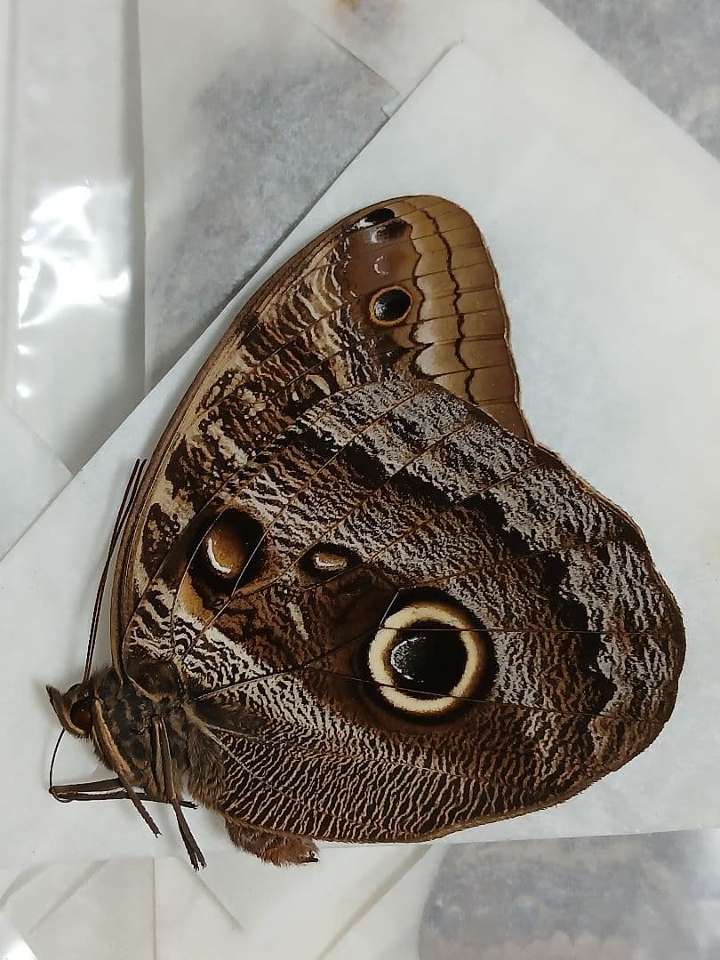 海外産標本｜コロンビア産 フクロウチョウ（猫頭鷹蝶）昆虫標本