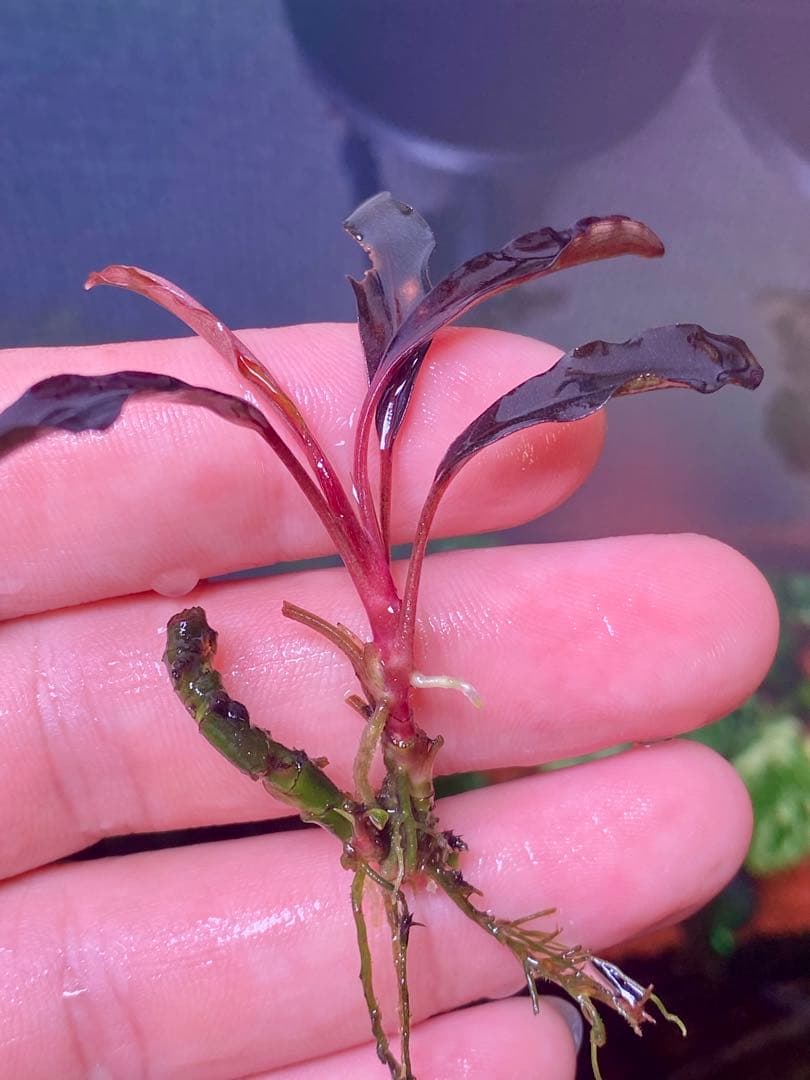 ブセファランドラspゴーストカリマンタン　3株