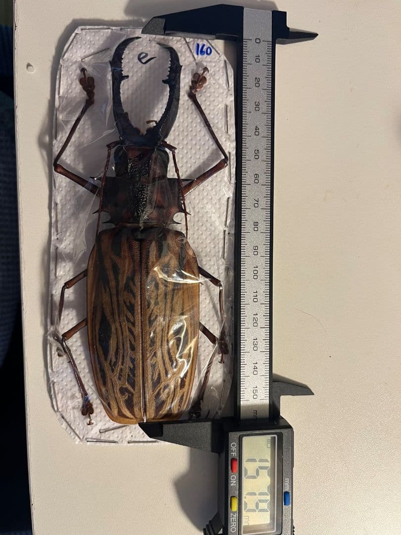 【未展足160mm】オオキバウスバカミキリ標本 Macrodontia昆虫標本