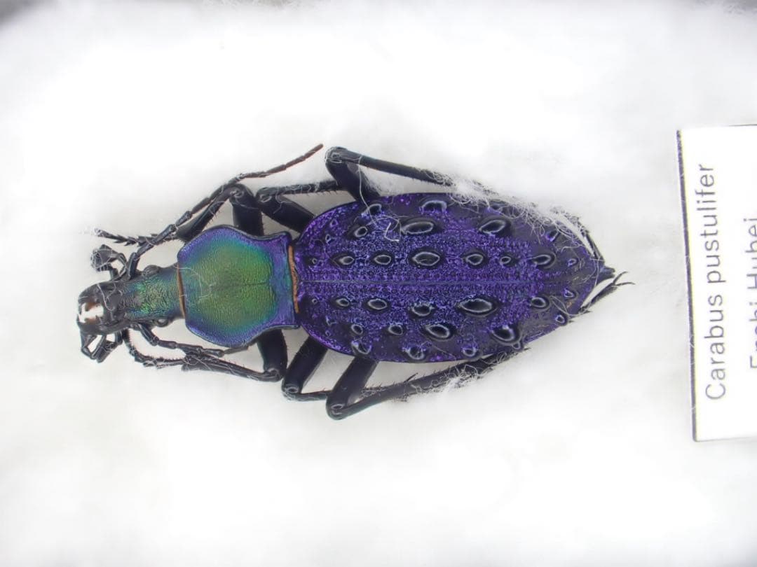 ブルーで凄く美しいカブリモドキ！