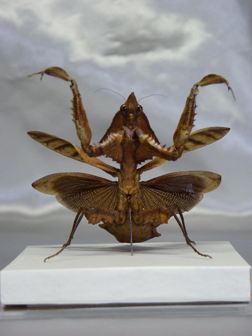 マオウカレハカマキリ ♀ 立体標本　魔王枯葉