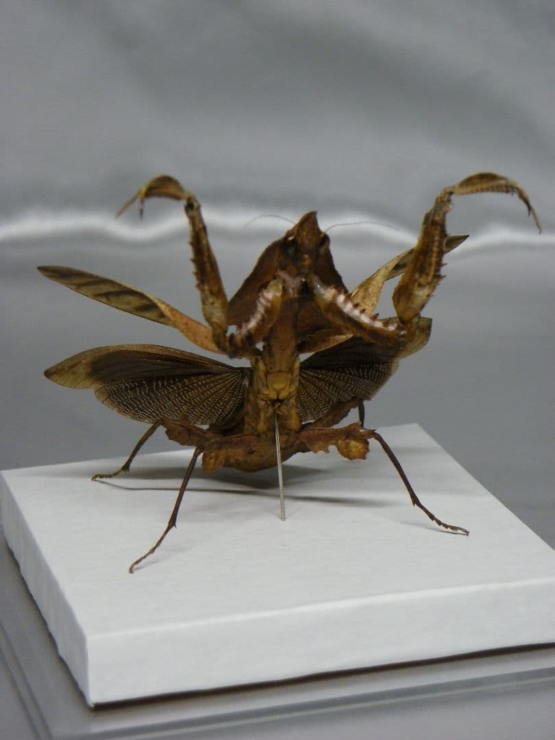 マオウカレハカマキリ ♀ 立体標本　魔王枯葉