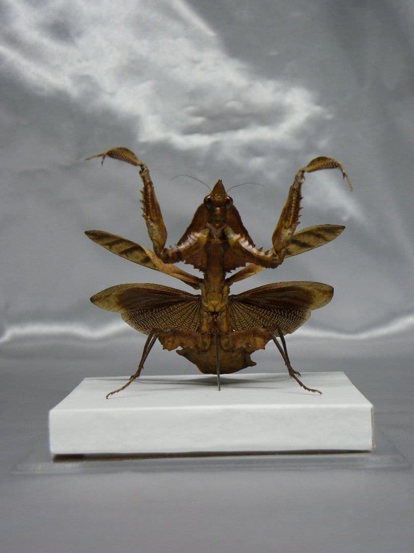 マオウカレハカマキリ ♀ 立体標本　魔王枯葉