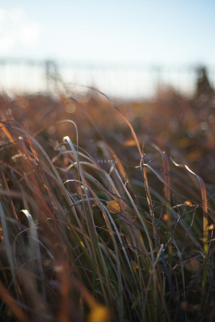 新品同様！Zeiss C Sonnar 50mm F1.5 ZM ライカM