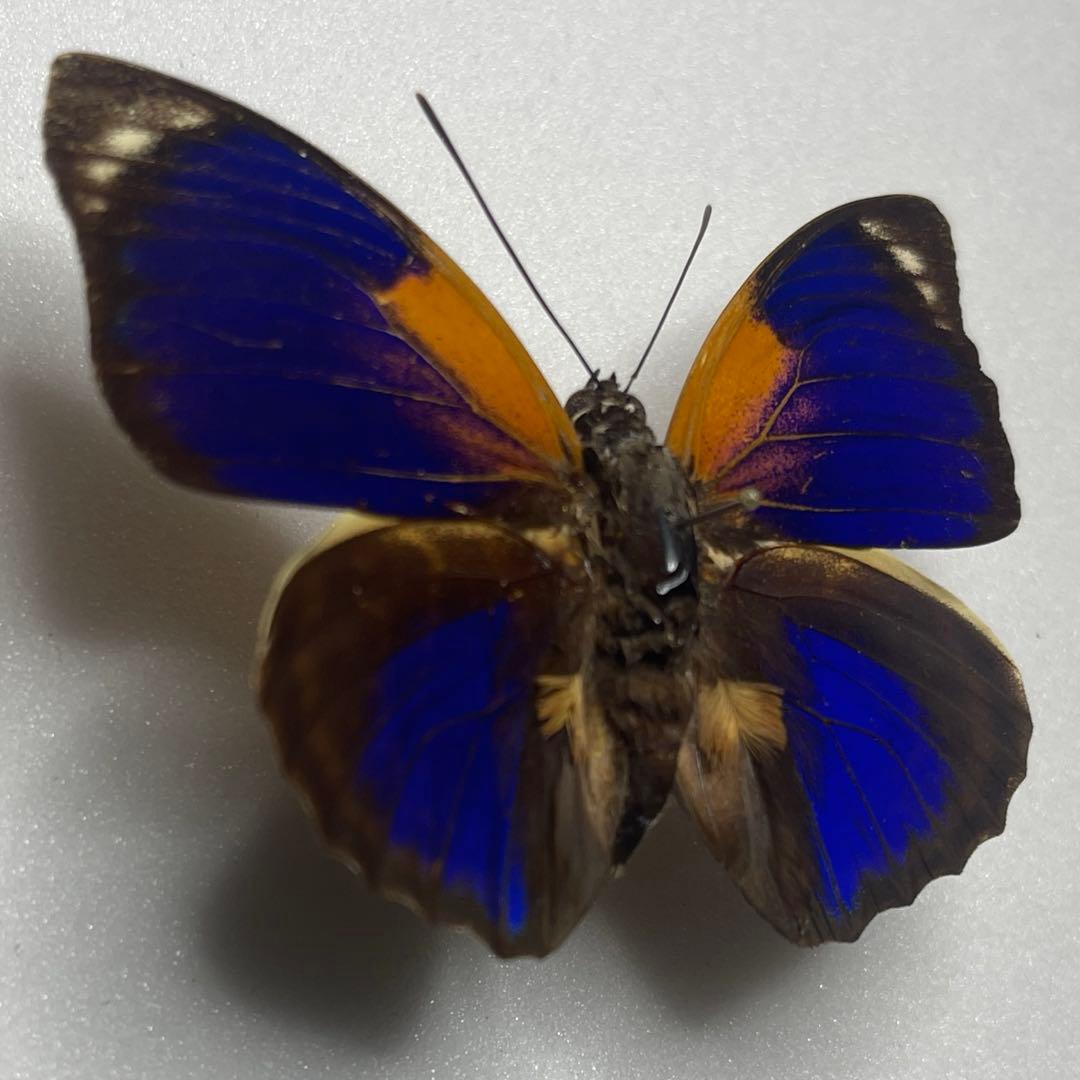 agrias phalcidon fournierae標本