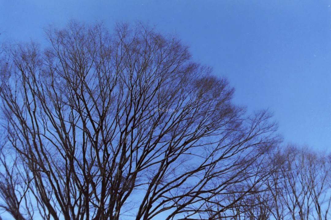 kotatsu様　最もシンプルなM型ライカ！Leica M1 フィルムカメラ