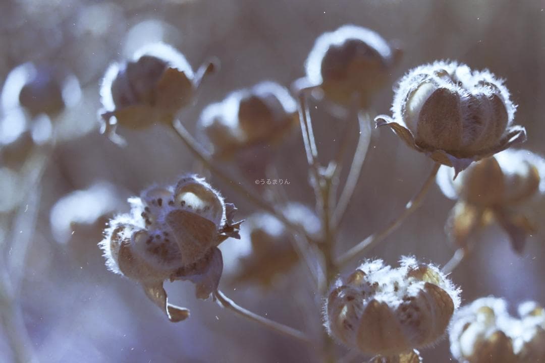 kotatsu様　最もシンプルなM型ライカ！Leica M1 フィルムカメラ