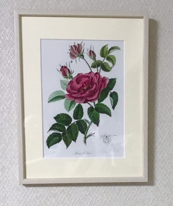 ★イギリス　ボタニカルアート　⑥