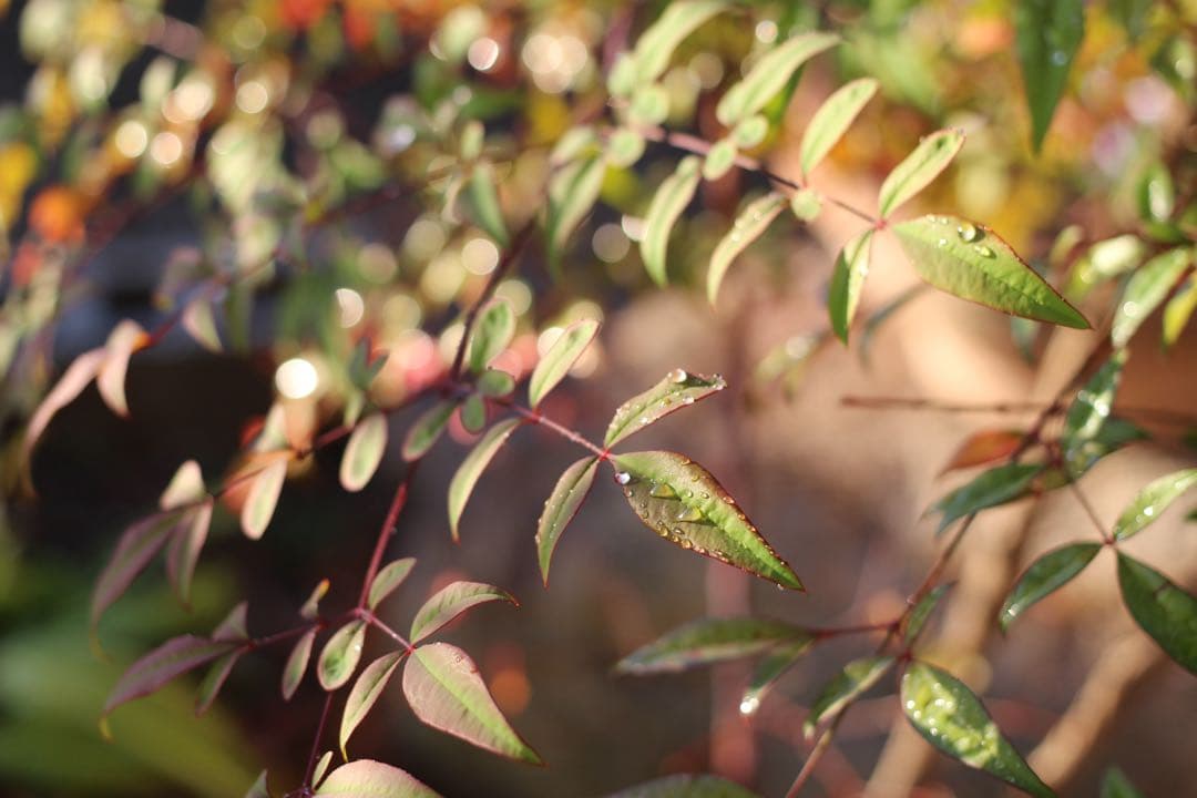 【人気色ホワイト】Kiss X7 手ぶれ補正 軽量 ショット数少ない☆