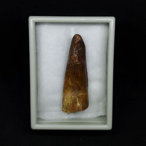 美品 スピノサウルス 本物 モロッコ産 61.52mm ケース付き sp363