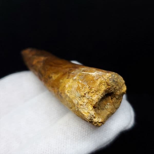 美品 スピノサウルス 本物 モロッコ産 61.52mm ケース付き sp363