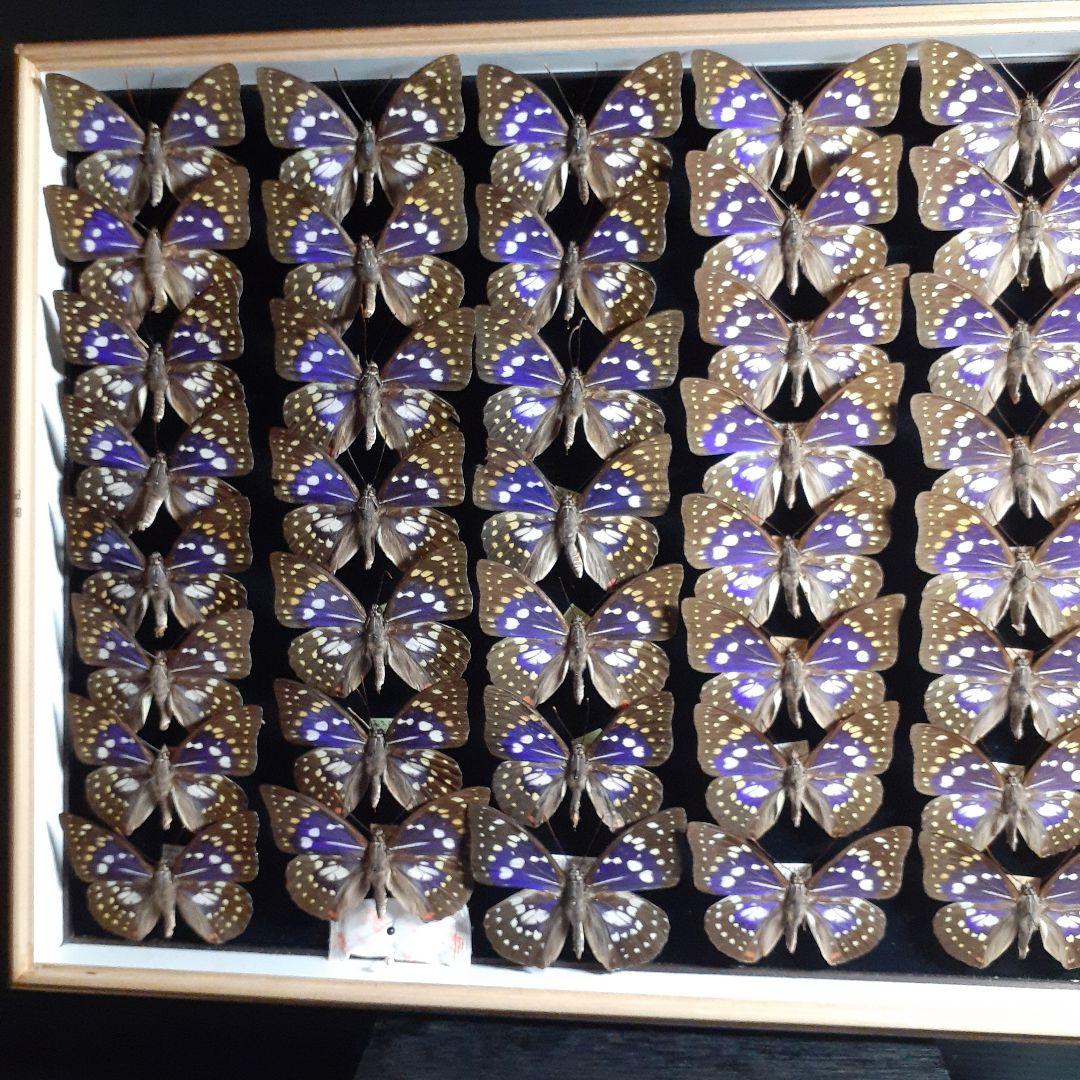 蝶標本　オオムラサキ　♂️♀60頭。大型ドイツ標本箱二箱入りセット