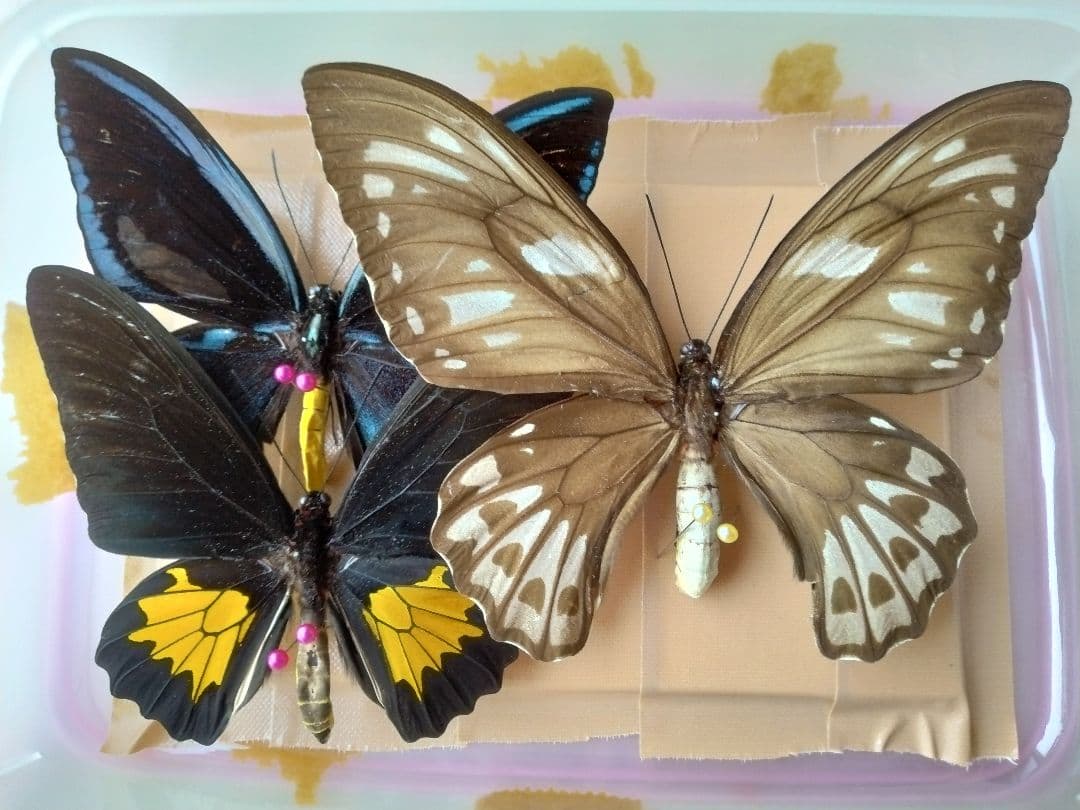 蝶の標本3匹セット