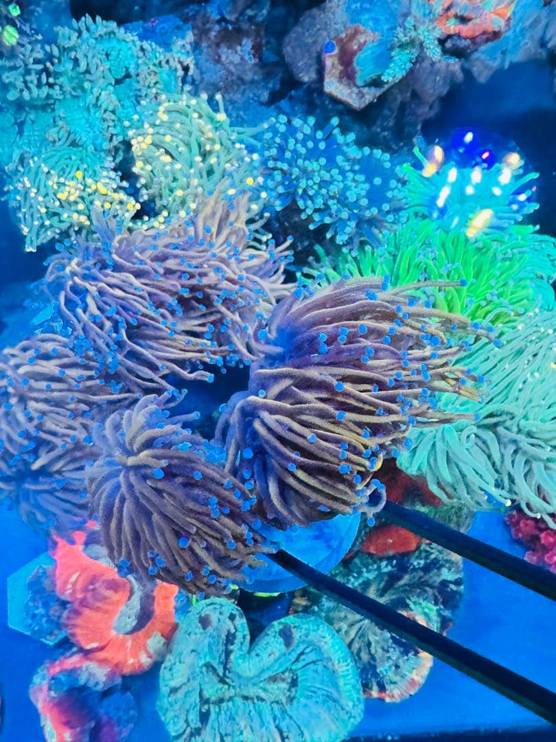 ゴールドトーチコラール　1ヘッド