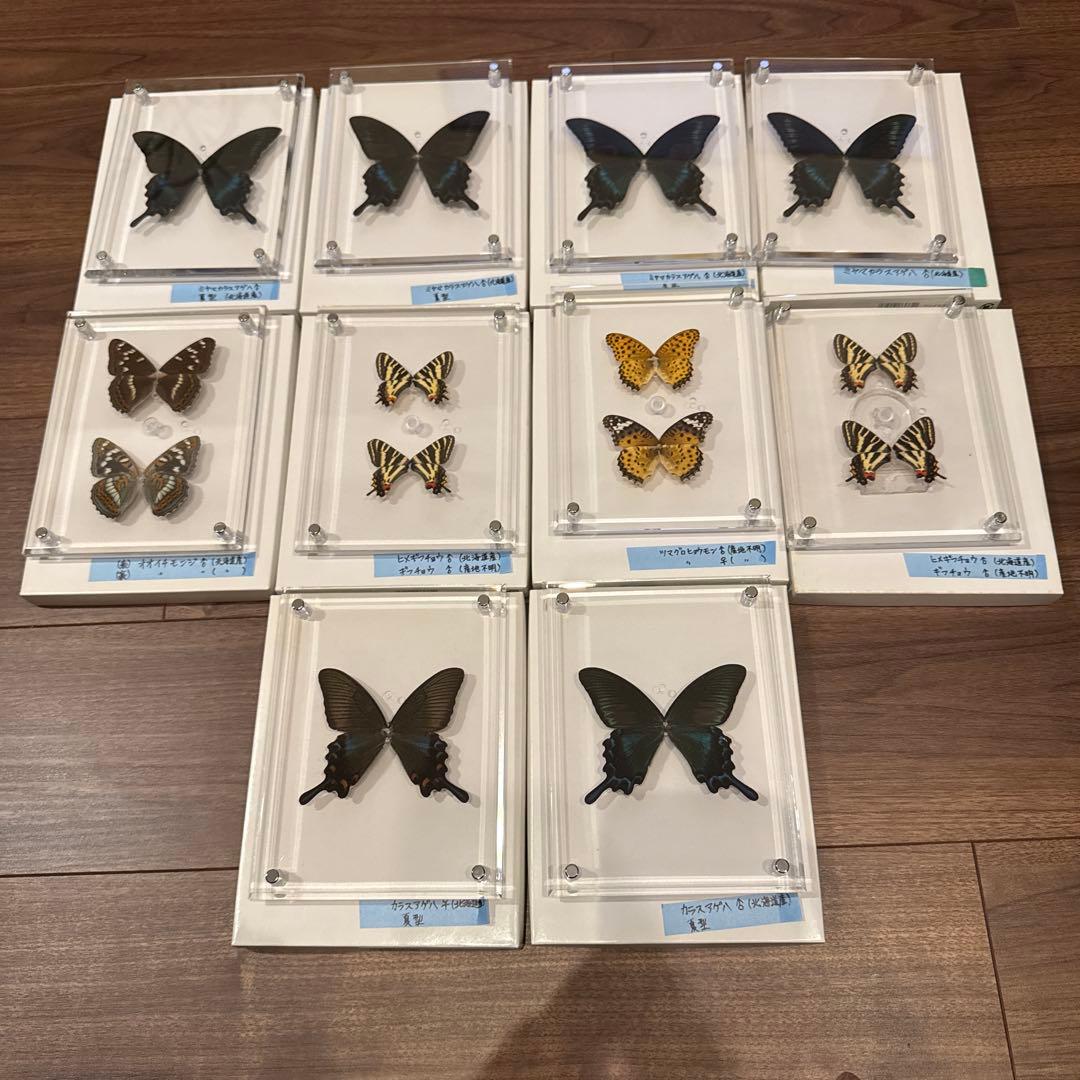蝶の標本14匹セット